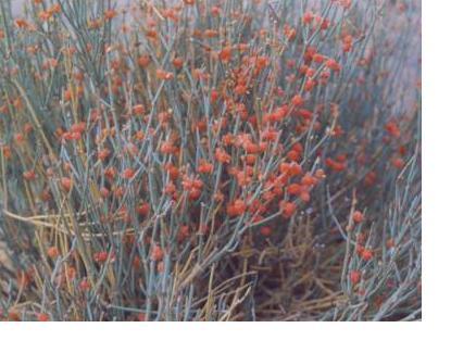 Ephedra gerardiana