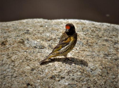 Fire fonted serin