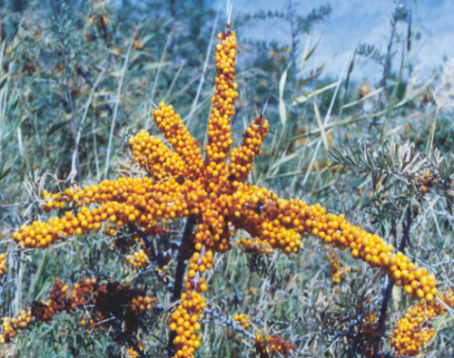 Hippophae rhamnoides ssp turkestanica (yellow)