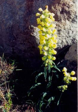 Pedicularis bicornuta